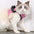 Adjustable Anti-Escape Small Cat Belt Kitten Harness Light Breathable Soft Pet Vest Wiring Harness Traction Belt Kitten Walking