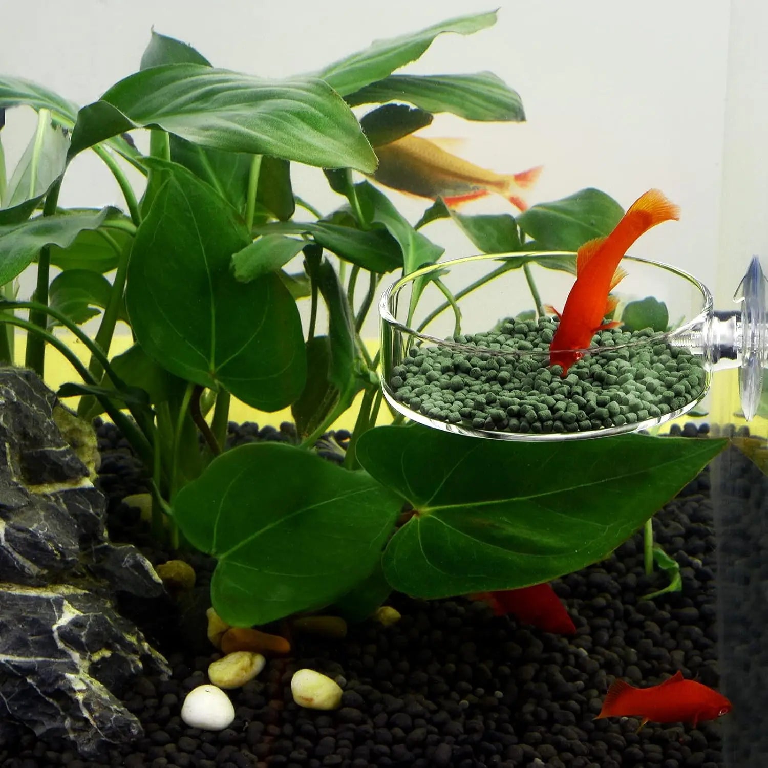 Fish Tank Feeder Aquarium Shrimp Glass Feeding Bowl Clear Dish Tray Container Feeders Aquarium Round  Square Fish Shrimp Feeding