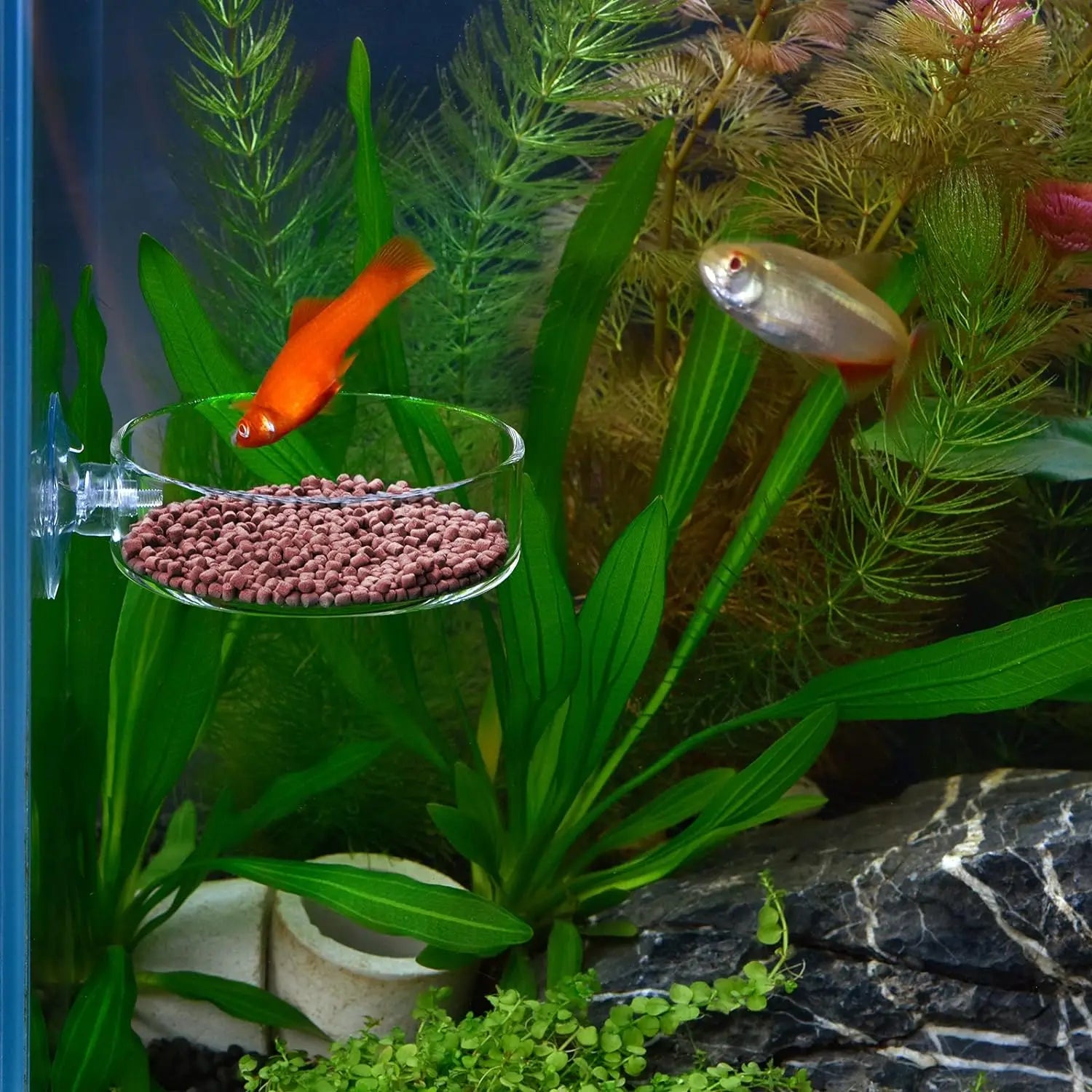 Fish Tank Feeder Aquarium Shrimp Glass Feeding Bowl Clear Dish Tray Container Feeders Aquarium Round  Square Fish Shrimp Feeding