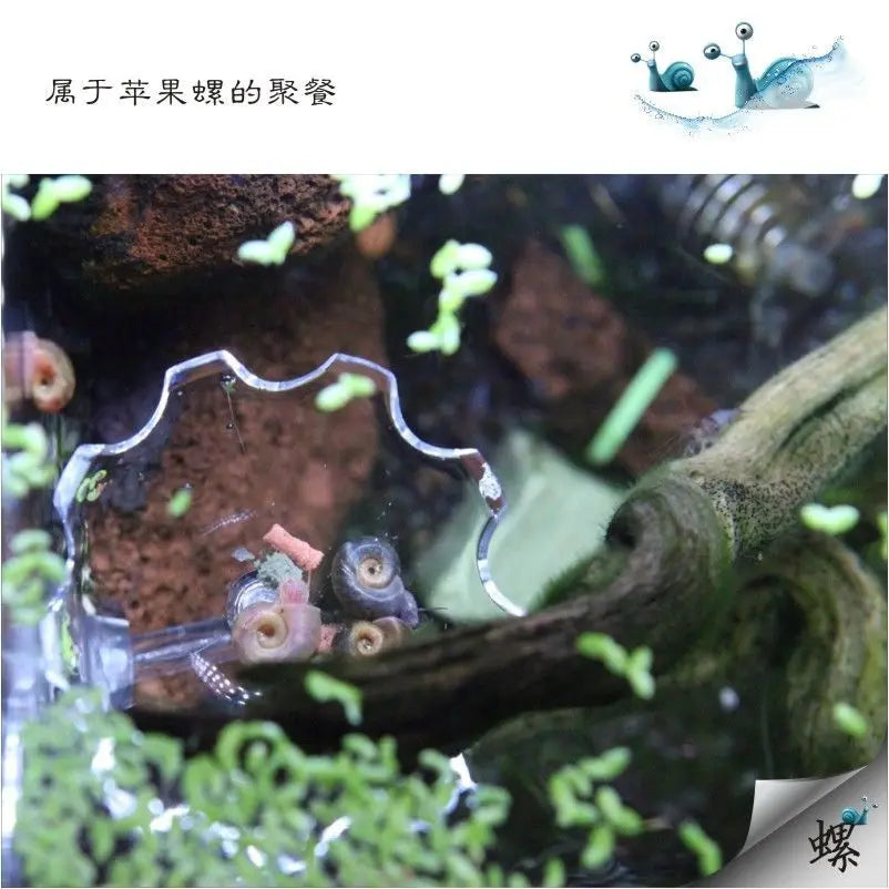 Aquarium Feeding Tray Clear Fish Shrimp Food Feeder Tube Dish Shrimp Bowl Feeding Ring Fish Tank Decoration Accessories