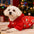 New Arrival Pet Christmas Hoodie Dog Holiday Clothes Festive Pet Apparel