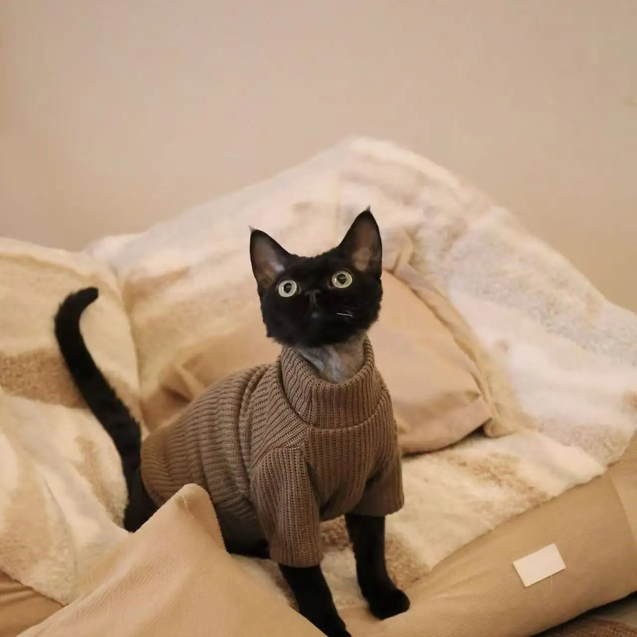 Autumn and winter dog casual simple solid color pullover sweater for small and medium-sized dogs warm cat two-legged pet dog clo