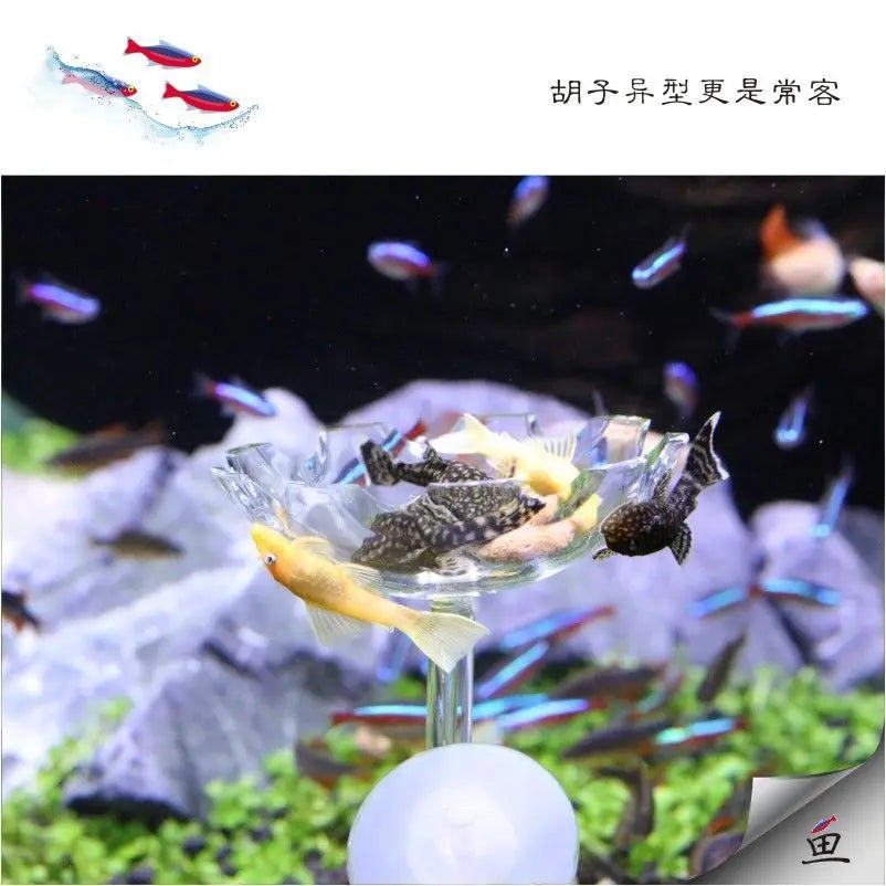 Aquarium Feeding Tray Clear Fish Shrimp Food Feeder Tube Dish Shrimp Bowl Feeding Ring Fish Tank Decoration Accessories