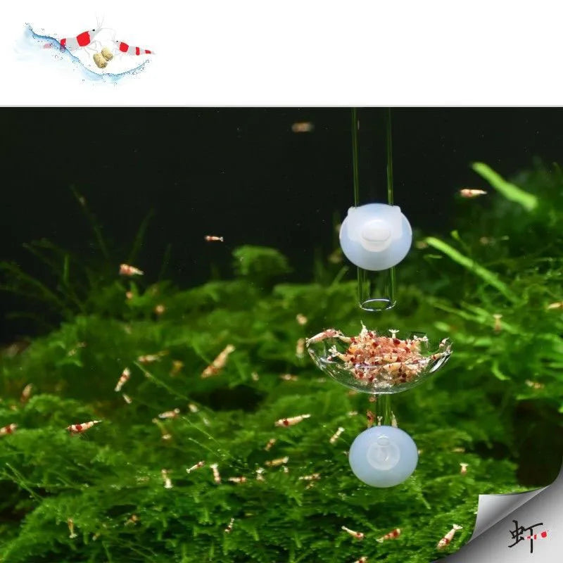 Aquarium Feeding Tray Clear Fish Shrimp Food Feeder Tube Dish Shrimp Bowl Feeding Ring Fish Tank Decoration Accessories
