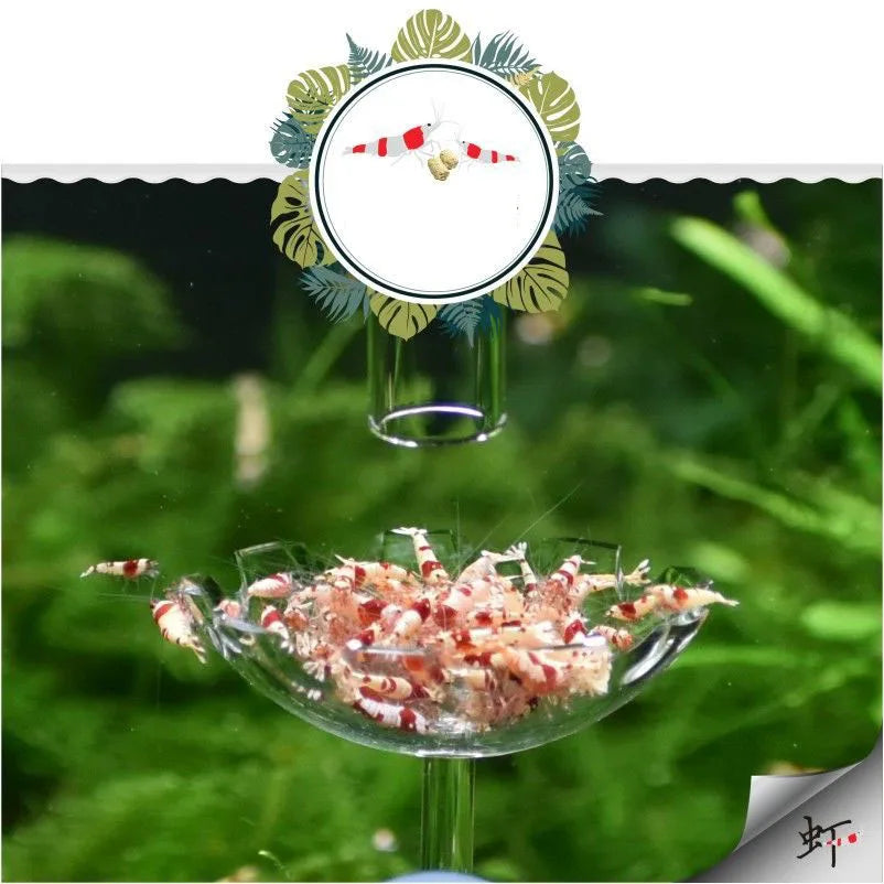 Aquarium Feeding Tray Clear Fish Shrimp Food Feeder Tube Dish Shrimp Bowl Feeding Ring Fish Tank Decoration Accessories